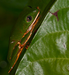 Tiger-striped Leaf Frog (Callimedusa tomopterna)