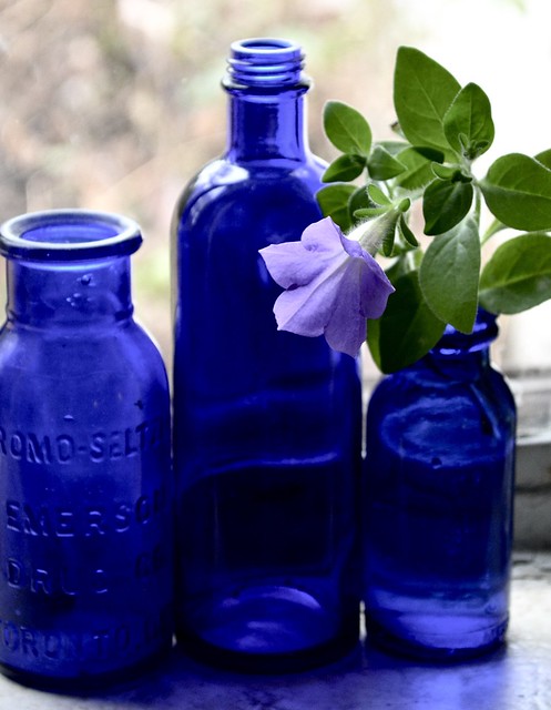 Bottles and petunia