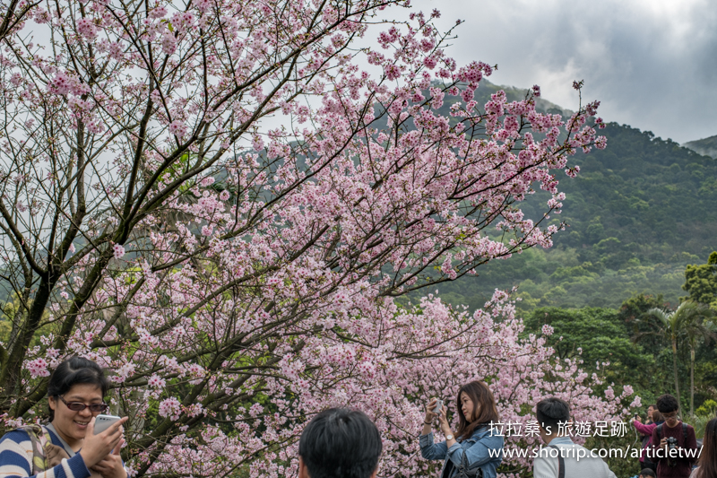 新北淡水天元宮，環繞天壇盛開的朵朵櫻花，綴成一片迷人的粉紅，一同走入其中，來場與吉野櫻的浪漫約會