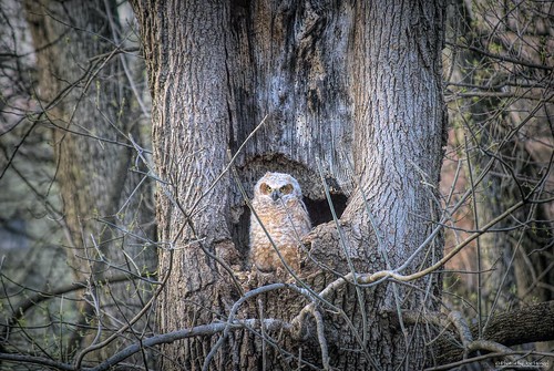 owlbedarneditsanowl owl tree ephrata ephratapa pennsylvania pa nest park spring
