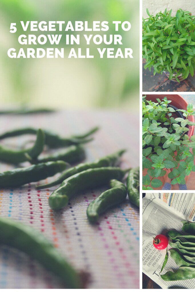 5 Super Easy Vegetables To Grow In Pots All Year