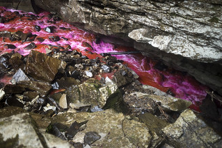 Rhodamine dye injection, Ranger Creek, South Cumberland State Park, Grundy County, Tennessee