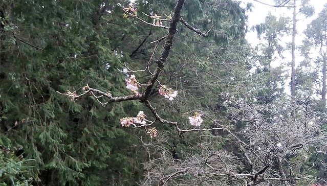 阿里山派出所的櫻花 (3)