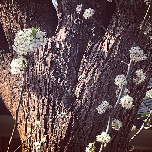 tree spring lubbock flowers blooming bark