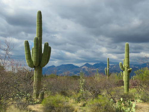 mountains clouds rural tucson arizona cacti saguaro saguaronationalpark