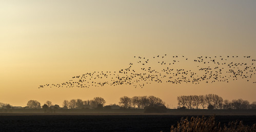 fujifilm xt2 fujinonxf56mmf12r geese goose flock bird birds flight flying landscape nature sunrise dawn morning migration migratory veere walcheren zeeland nederland netherlands holland dutch outdoor