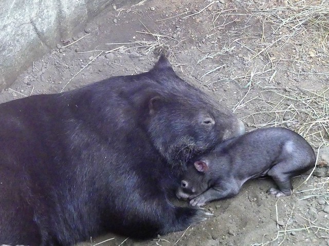 Wombat mit Baby, Zoo Duisburg
