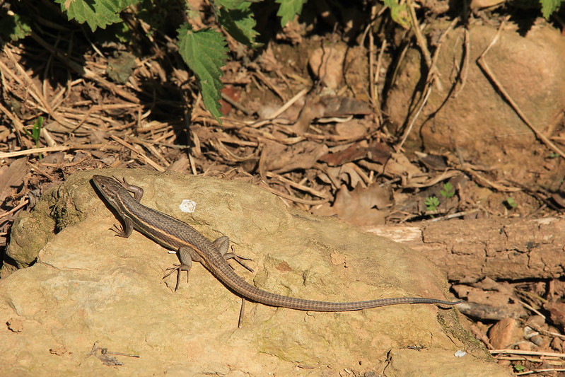 Lizard sighting, El Torn, Catalonia