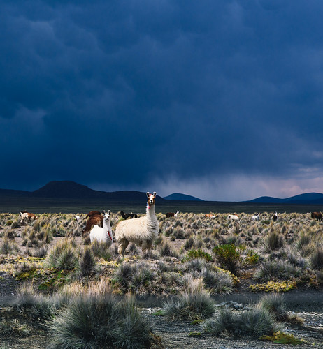 sajamanationalpark llama sabbatical clouds altiplano herd scrub steppe bolivia camelid nationalpark cloudcover southamerica rain parquenacionalsajama animal