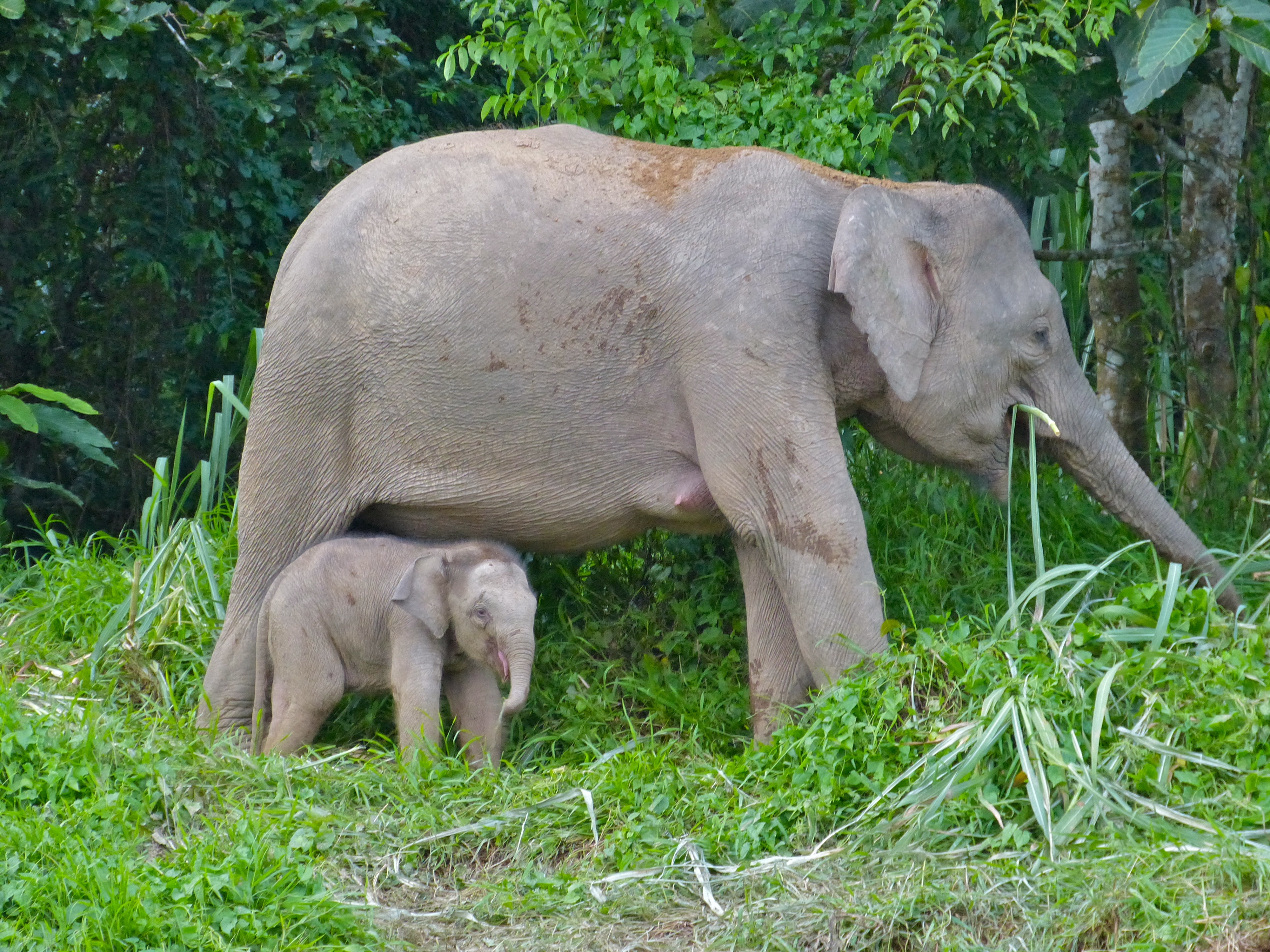 Pygmy Elephants (Elephas maximus borneensis) mother and baby near the Kinabatangan River, Sukau, Sabah, Malaysia. Photo taken on September 22, 2012.