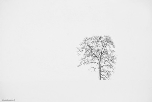 whiteout ephrata ephratapa pennsylvania pa field snow tree silhouette silhouettes white spring 7dwf 7dwflandscapes