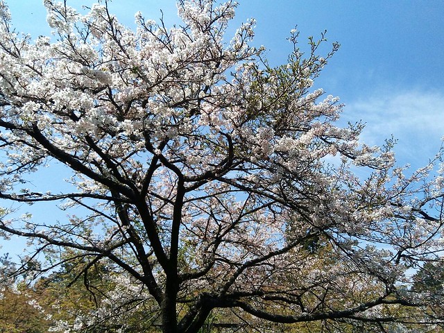 阿里山櫻花 (2)