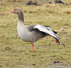 Greylag Goose Tai Chi - Druridge Ponds
