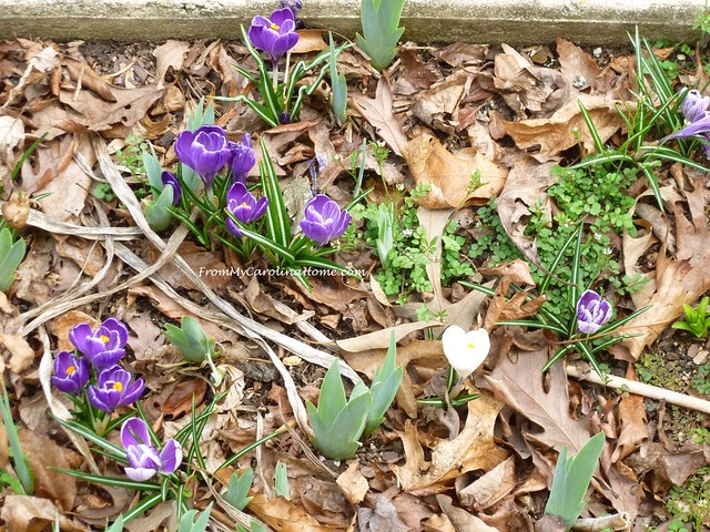 March In the Garden at From My Carolina Home