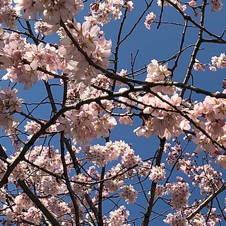 御池桜じゃないさくらも、普通にめっちゃ満開だなあ。