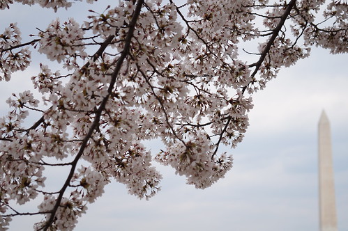 DC Cherry Blossoms 2018