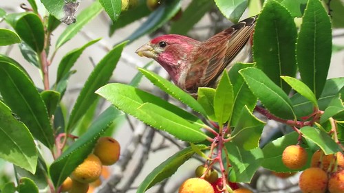 Purple Finch (Haemorhous purpureus), Del Mar Park, Morro Bay, CA