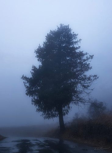 misty road drakensberg fog tree landscape mist
