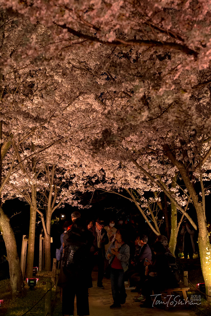 縮景園 夜桜特別開園 2018