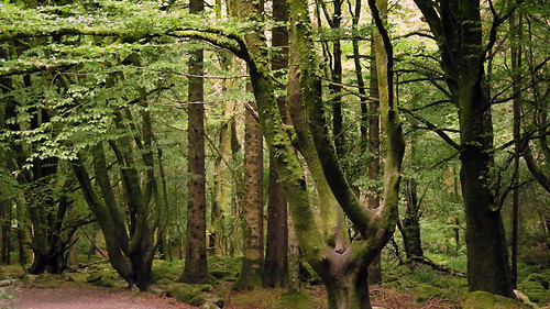 Super green trees in Killarney National Park, Ireland