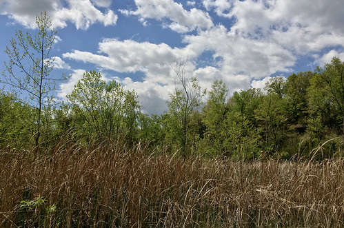 missouri american america usa nature habitat landscape forest trees woodlands woodland grass grassland composition