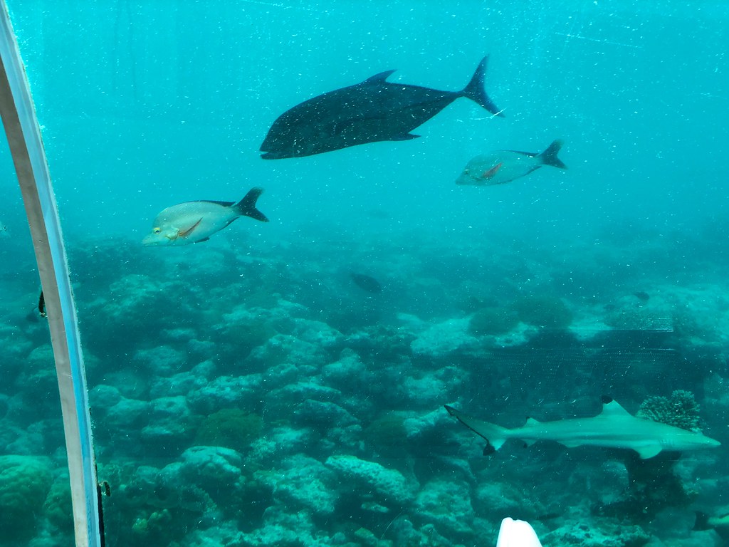 Maldives underwater restaurant 10