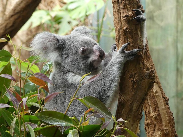 Koala, Zoo Duisburg