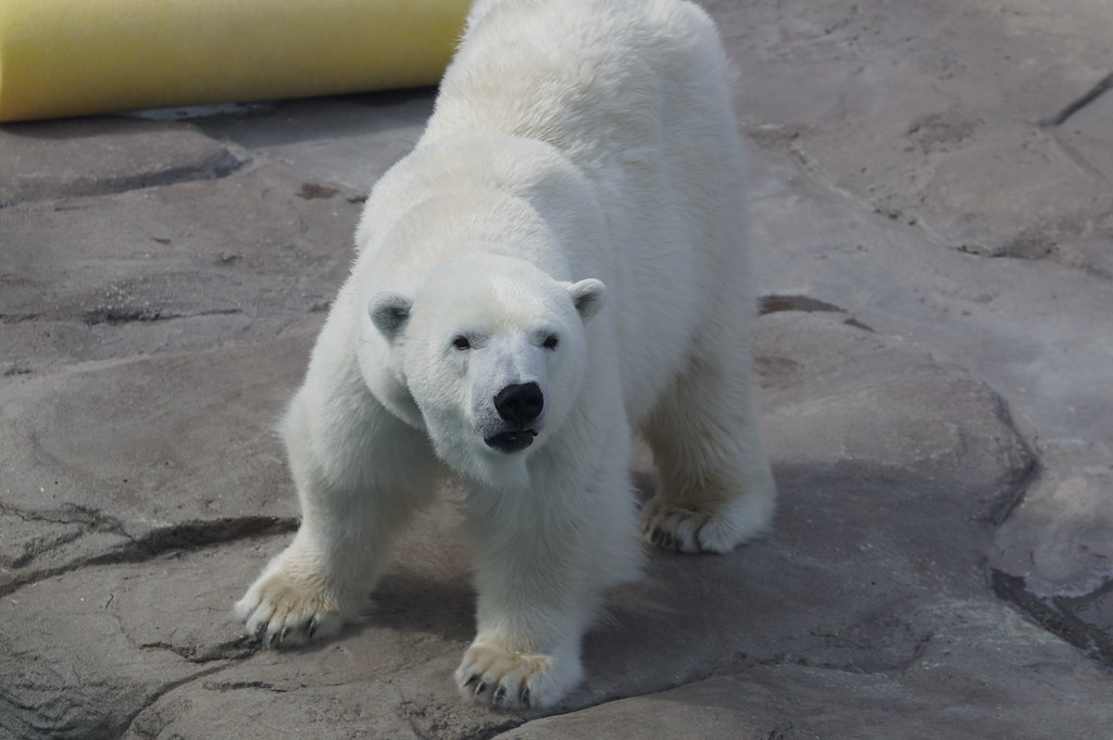 Polar bear at Kobe Oji Zoo 2018-02-17
