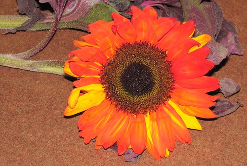 red flower canon sunflower redsunflower s3is
