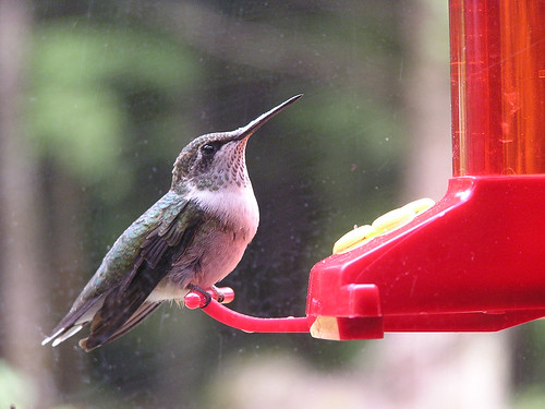new york bird hummingbird august 2006 ruby archilochus colubris throated amdm