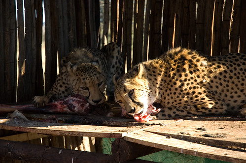 africa animal nikond70 1870mmf3545g cheetah namibia namibiaholiday2006 autabibfarm