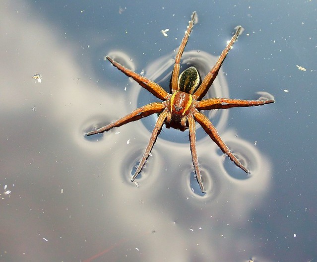Water Spider (Raft Spider)