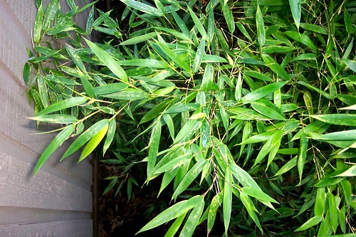 bamboo from above