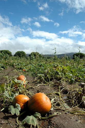 arizona fall pumpkin dewey patch youngsfarm