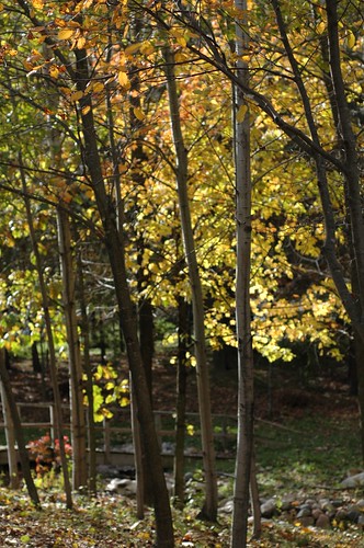 bridge autumn fall creek michigan stjohns cider foliage birch unclejohns cidermill