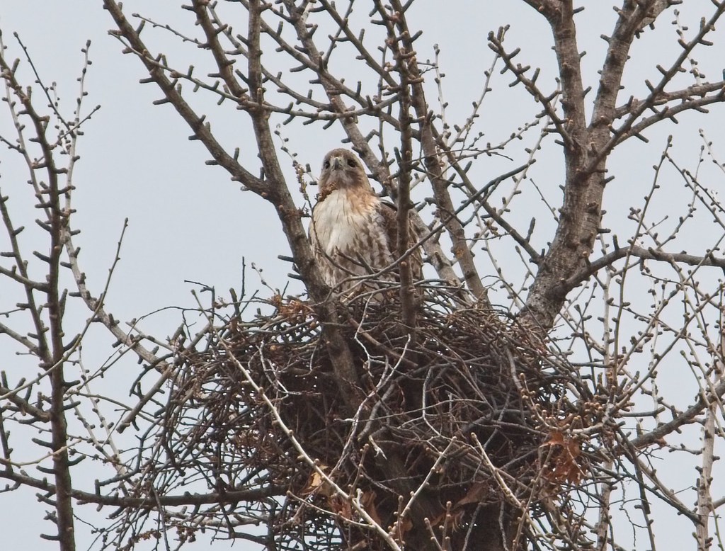Christo on his nest