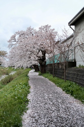 桜の花、舞い上がる道を 2018