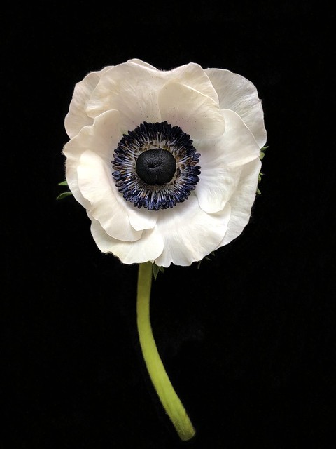 White anemone