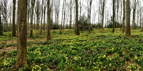 Ox Lodge Wood, Gorsley Goffs -  daffodils