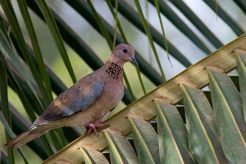 afrique bamako branche mali oiseau palmier tourterelle escalier