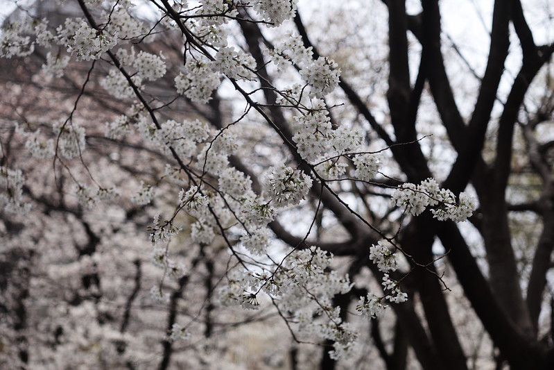 Leica M TYP240+NIKKOR H C 50mm f2 0接写 西池袋公園の桜