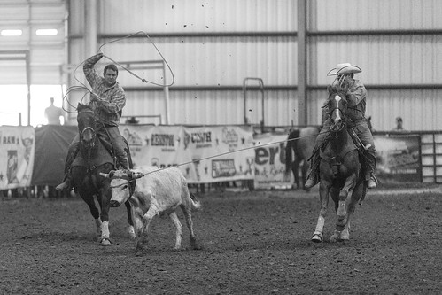 caseycounty kentucky usteamropingchampionship ustrc calfroping cowboy horse ropingcompetition