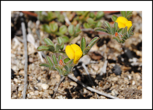 strigoselotus acmisponstrigosus california 2018wildflowers kelsovalley esparanzacanyon 2018 wildflowers kerncounty