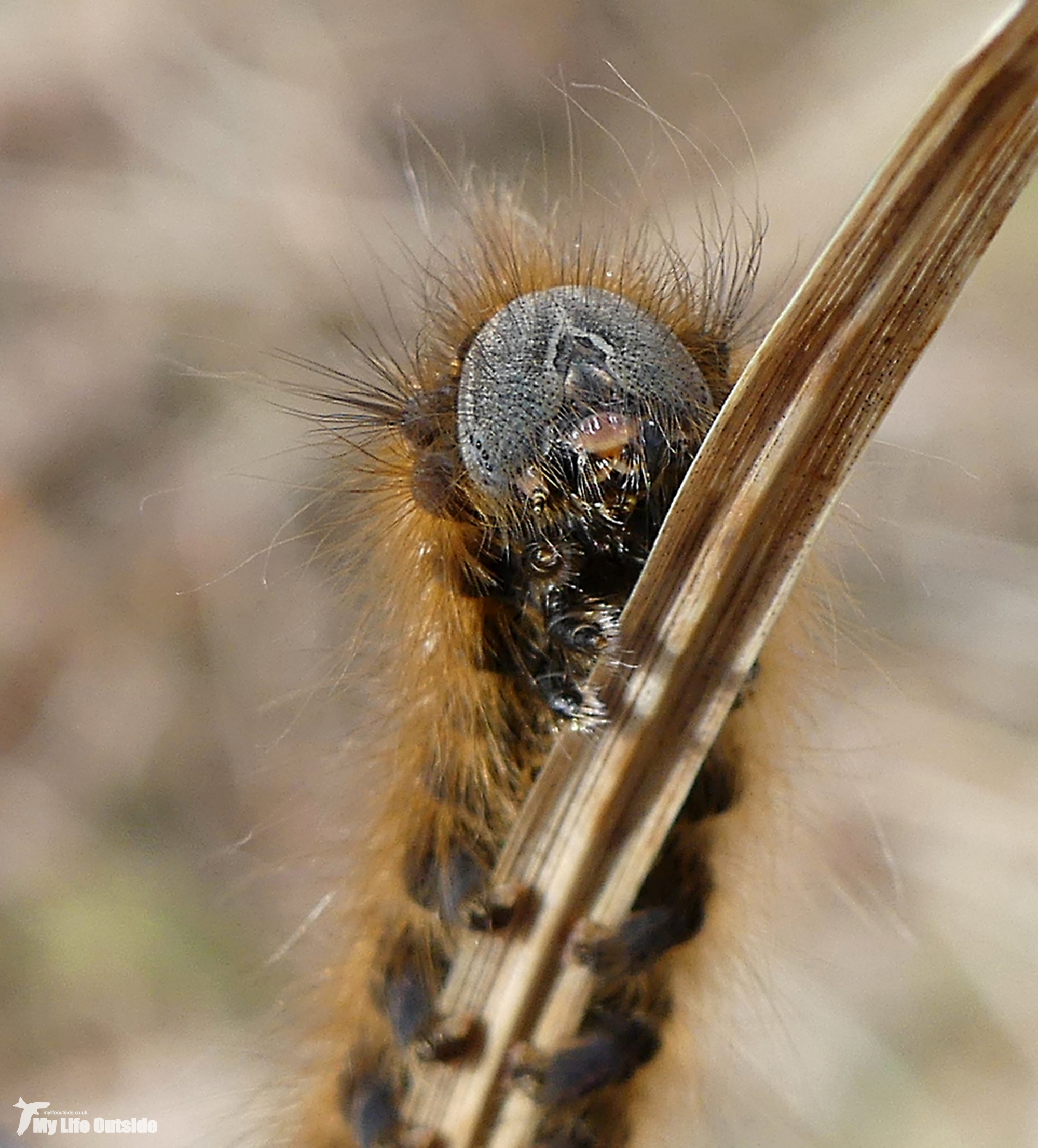 P1140532 - Caterpillar, Isle of Mull
