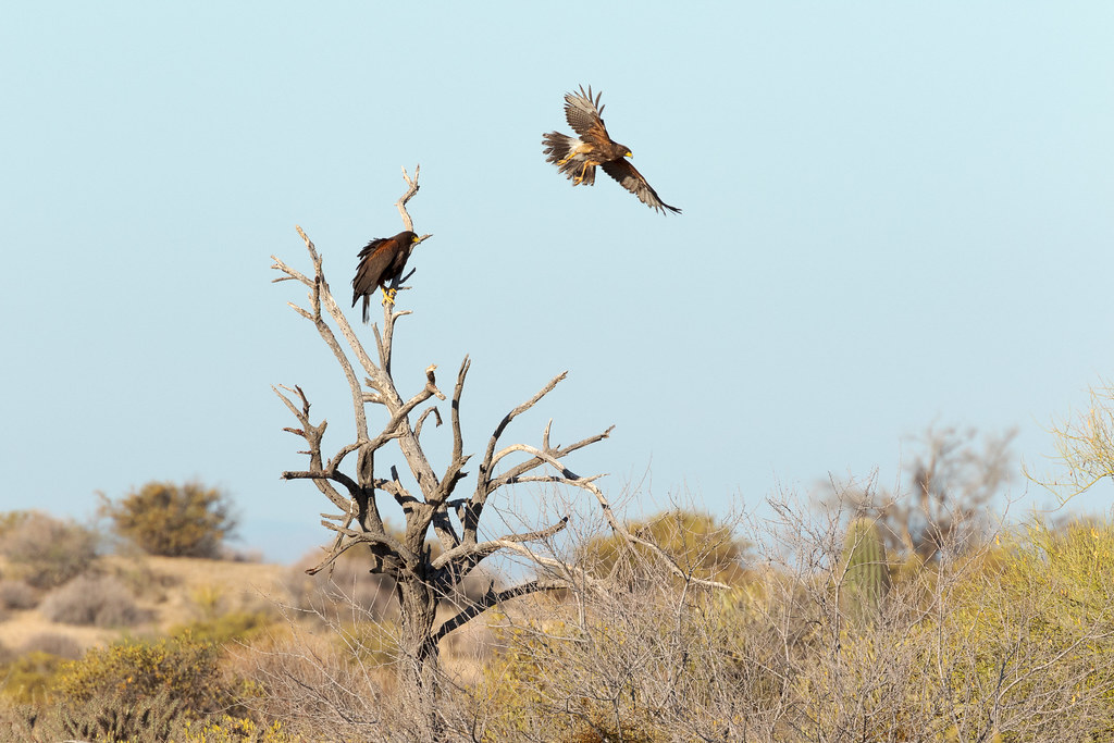 Two Harris's hawks along the Hackamore Trail in the Browns Ranch section of McDowell Sonoran Preserve in Scottsdale, Arizona