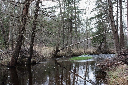 greenmeadows bristolcreek pei canada creek water trees branches nature