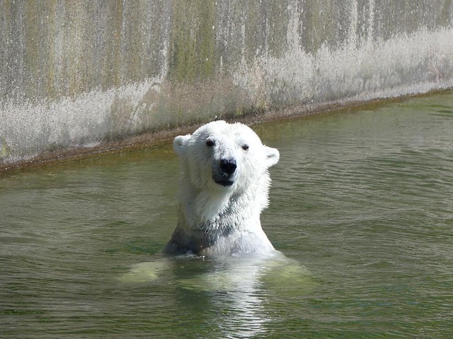 Eisbär Katjuscha, Zoo Berlin