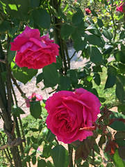 La roseraie - L'Haÿ-les-Roses