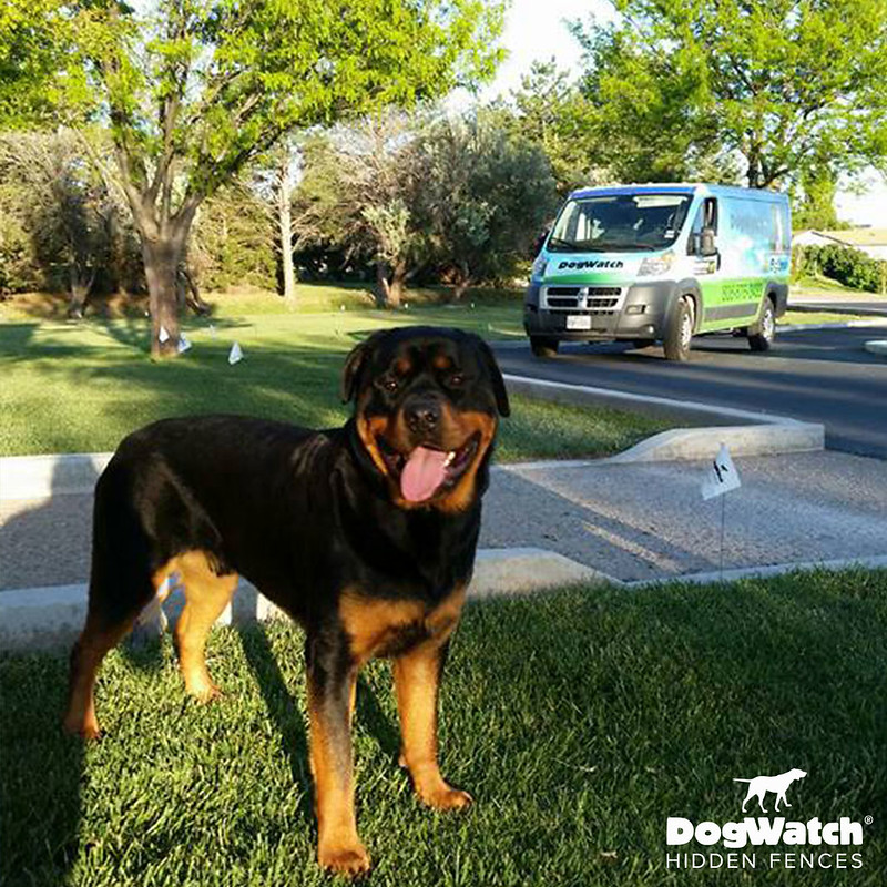 Jaz, Rottweiler, DogWatch of the Texas Panhandle