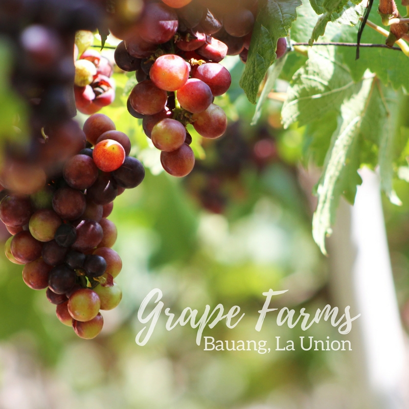 Grapes Farm in Bauang, La Union